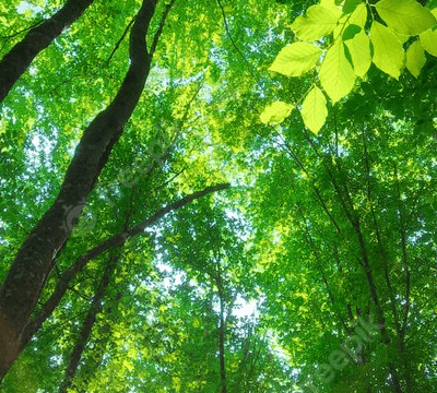 Go Green
